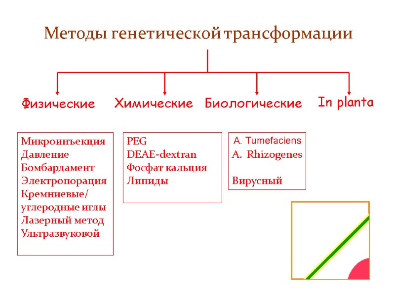 Физические  Химические Биологические Микроинъекция  Давление Бомбардамент Электропорация Кремниевые/ углеродные иглы Лазерный метод